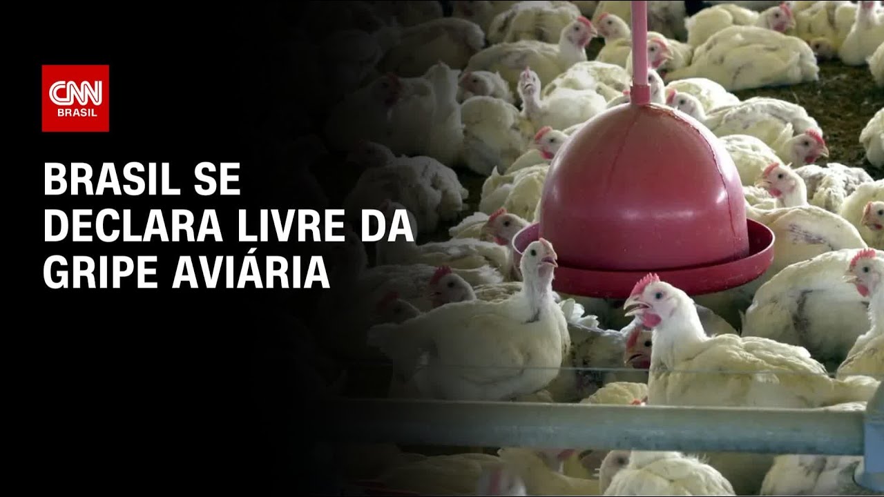 Ministério da Agricultura e Pecuária declara Brasil livre da gripe aviária | CNN PRIME TIME